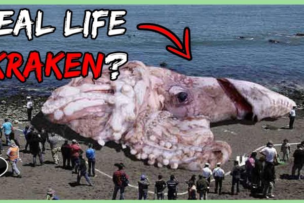 Kraken как найти ссылку